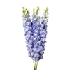 DELPHINIUM 090 CM AZUL