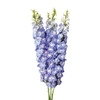 DELPHINIUM 070 CM AZUL