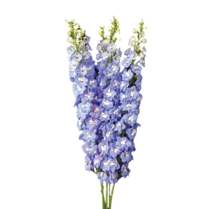 DELPHINIUM 090 CM AZUL