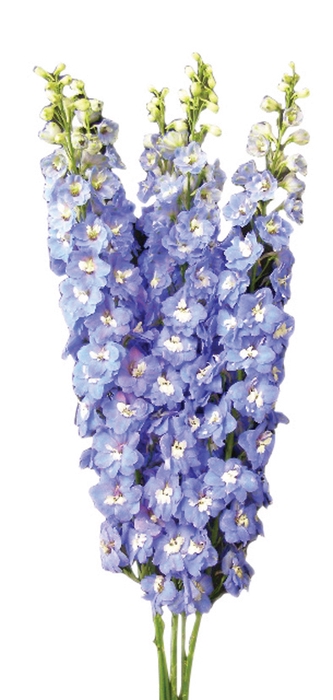 <h4>DELPHINIUM 070 CM AZUL</h4>