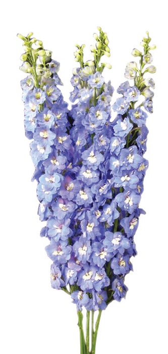 DELPHINIUM 090 CM AZUL