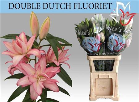 <h4>Li Or Du Dd Fluoriet</h4>