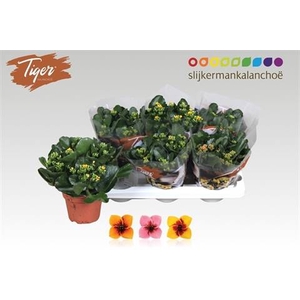 KALANCHOE TIGER MIX P15