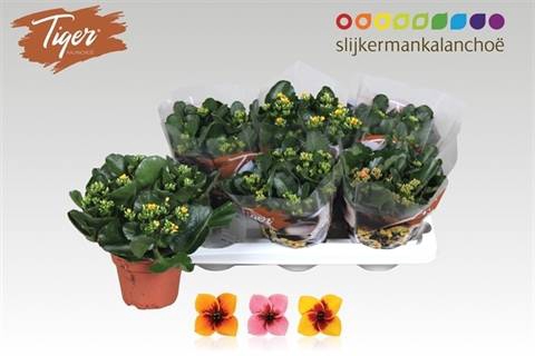 <h4>KALANCHOE TIGER MIX P15</h4>