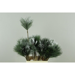 Stick Pinus+Snow