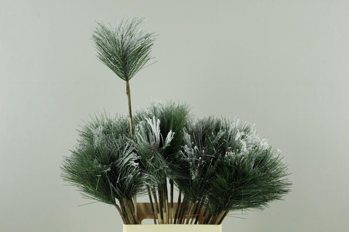 <h4>Stick Pinus+Snow</h4>