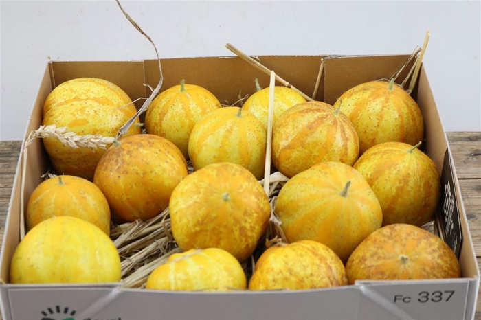 <h4>Sier Cuc Citrus Komkommer Hol P Box</h4>