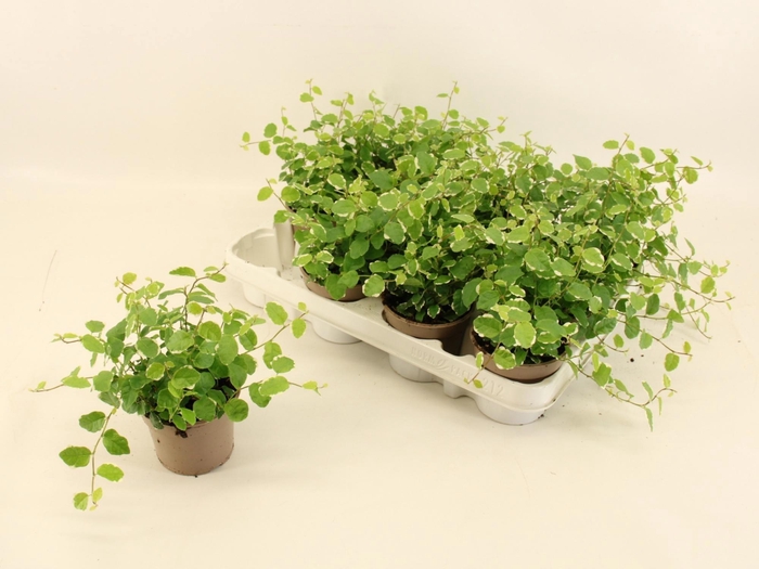 <h4>FIC PU WHITE SUNNY</h4>