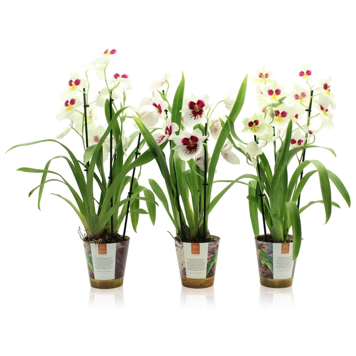 Orchideeen Miltoniopsis Herralexand