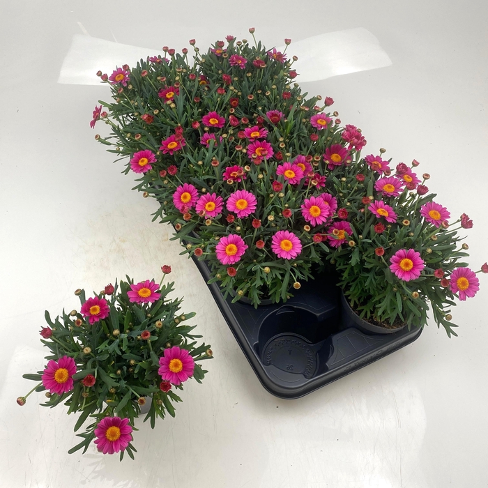 <h4>ARG LA RITA GEM</h4>