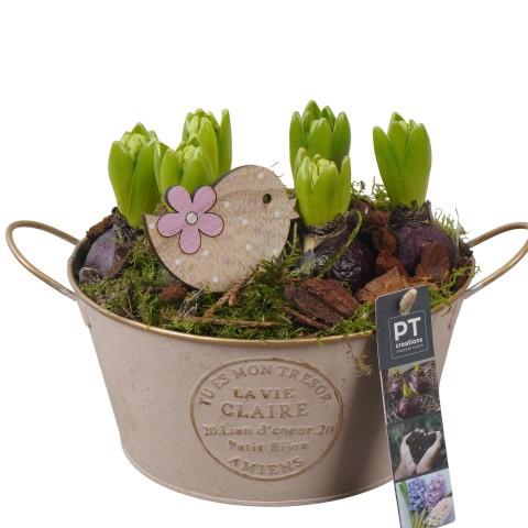 <h4>PTHC9127 Arrangement Hyacints in zink pot</h4>