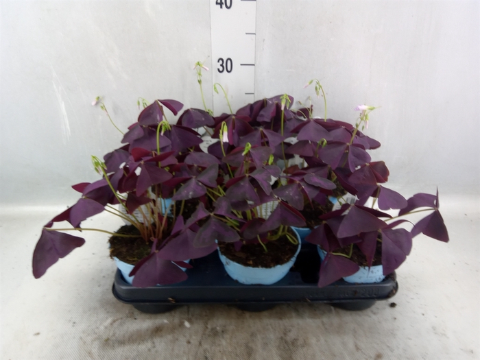 Oxalis trian.