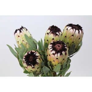 Protea Niobe