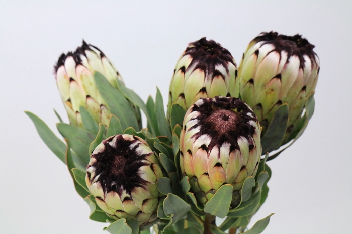 Protea Niobe