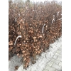 Fagus Sylvatica