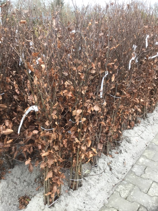 Fagus Sylvatica