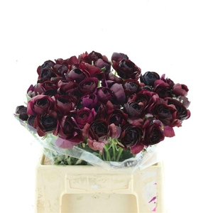 Ran Su Nerone Extra (fr)