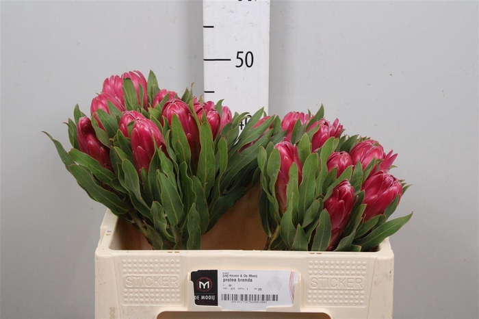 <h4>Protea Brenda</h4>