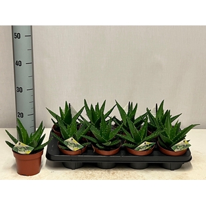ALOE PERFOLIATA