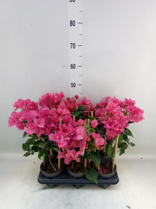 <h4>Bougainvillea   ...</h4>