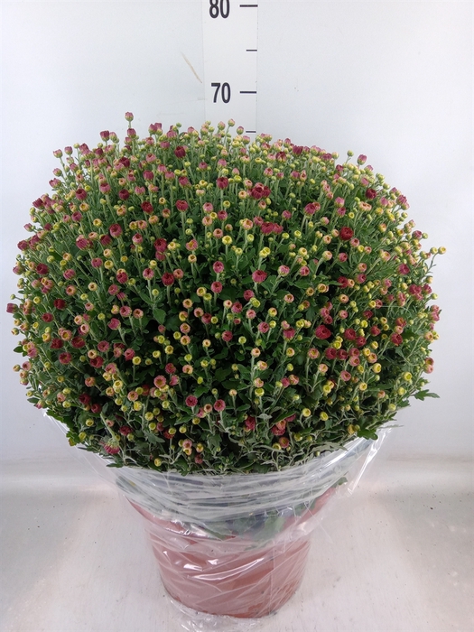 <h4>Chrysanthemum   ..GR</h4>