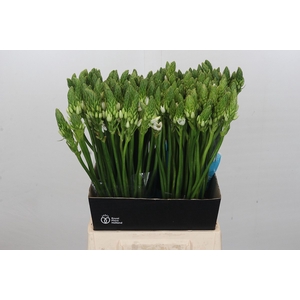 Ornithogalum Mount Fuji