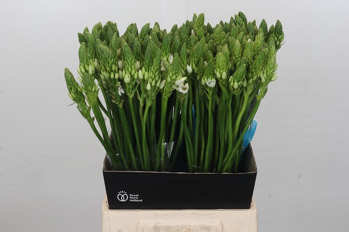 <h4>Ornithogalum Mount Fuji</h4>