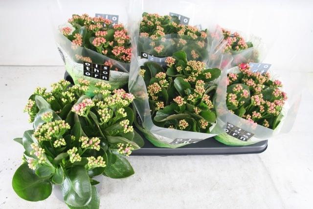 <h4>KAL GE GEM 4 KL</h4>