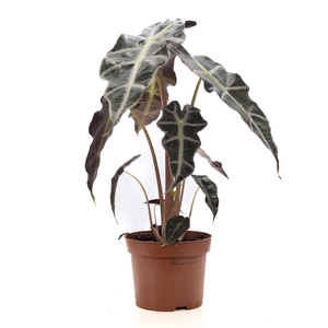 Alocasia Polly P&PURE Collection