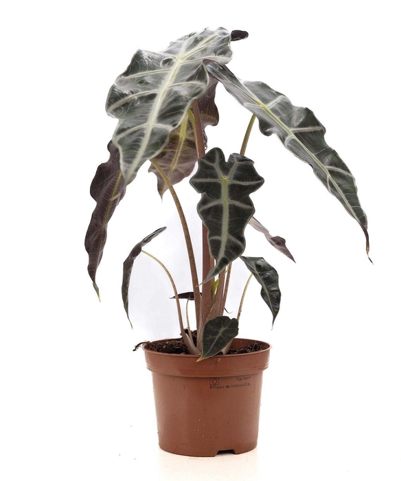 <h4>Alocasia Polly P&PURE Collection</h4>