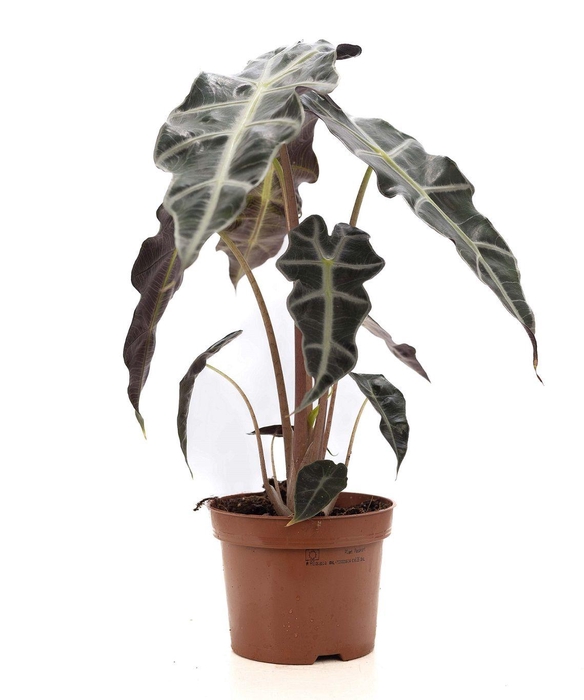 <h4>Alocasia Polly P&PURE Collection</h4>