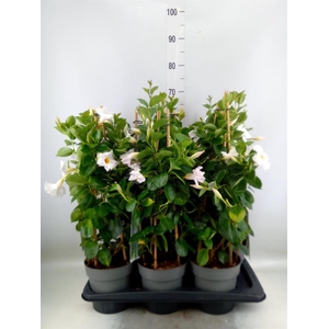 Mandevilla am. 'Diaman Jade White'