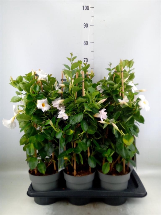 <h4>Mandevilla am. 'Diaman Jade White'</h4>