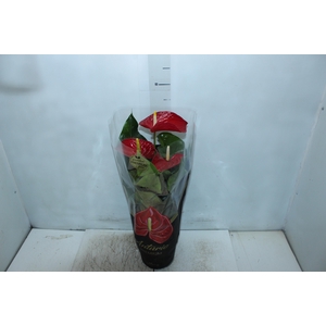 ANTHURIUM MICHIGAN P17 PREMIUM