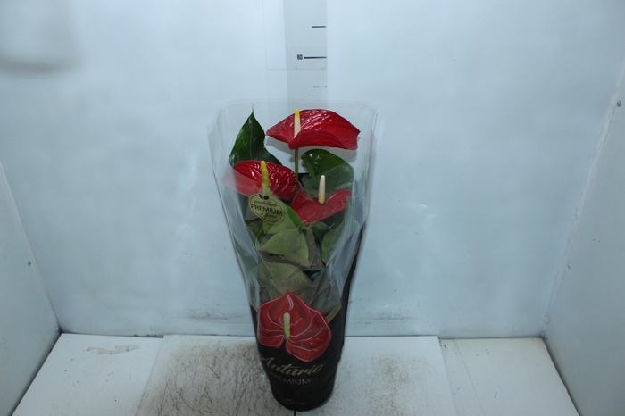 <h4>ANTHURIUM MICHIGAN P17 PREMIUM</h4>