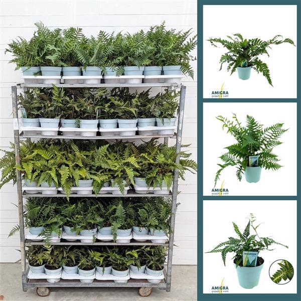 <h4>Buitenvaren MIX 17cm Module 2</h4>