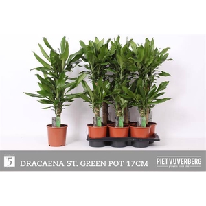 Dracaena fragrans Steudneri 17Ø 75cm 2pp