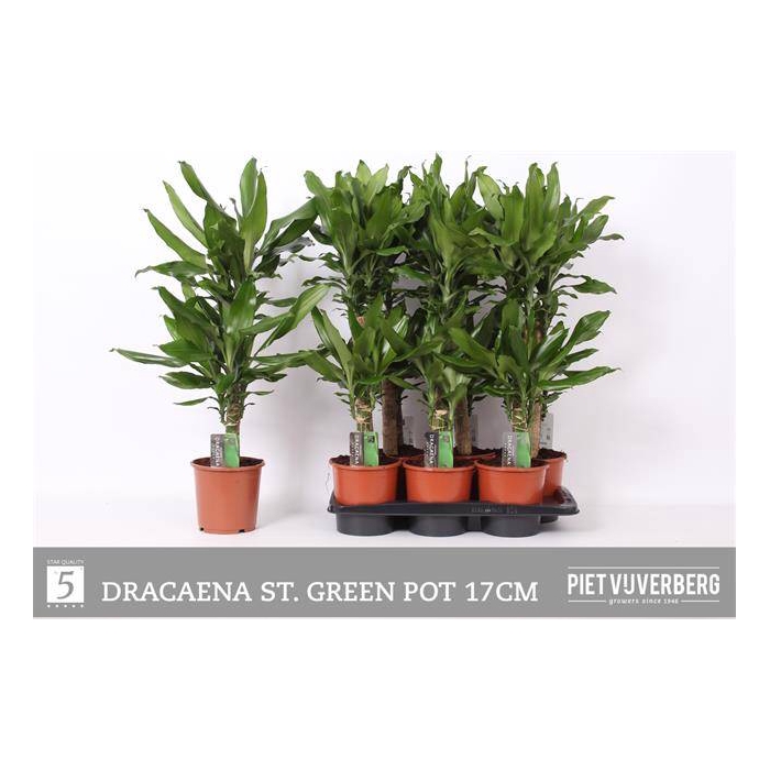 <h4>Dracaena fragrans Steudneri 17Ø 75cm 2pp</h4>