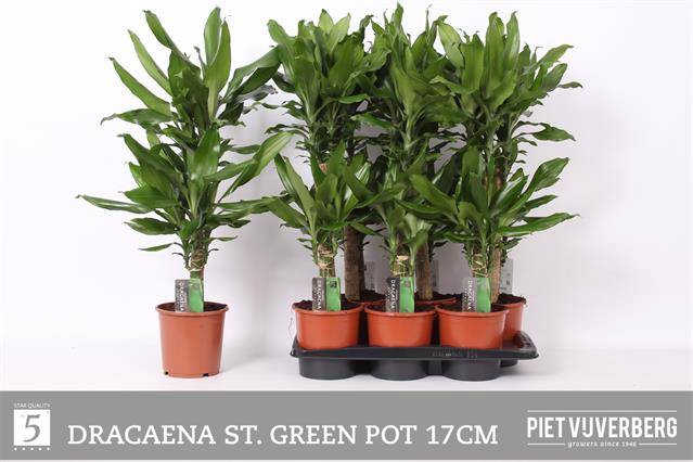 Dracaena fragrans Steudneri 17Ø 75cm 2pp