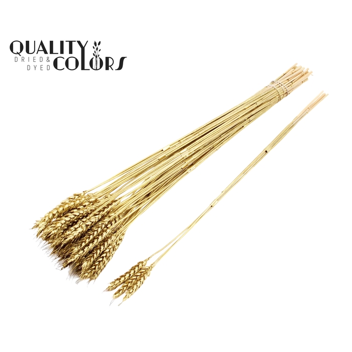 <h4>Triticum 3pc/Tuft Gold</h4>