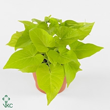 Ipomoea batatas 'Marguerita'