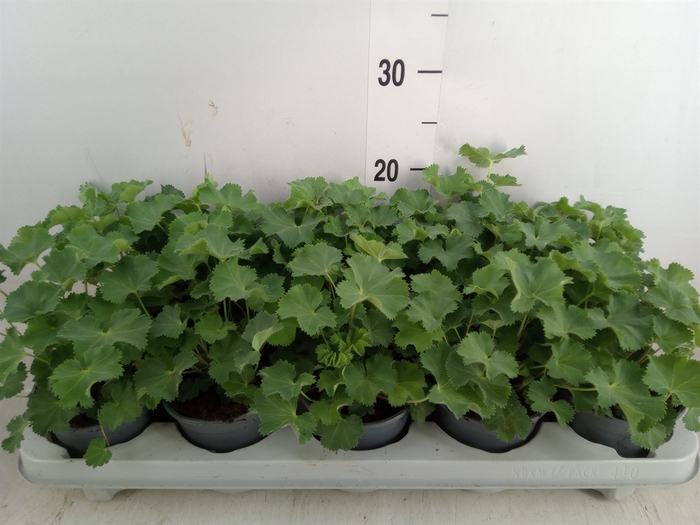 <h4>Alchemilla mollis</h4>