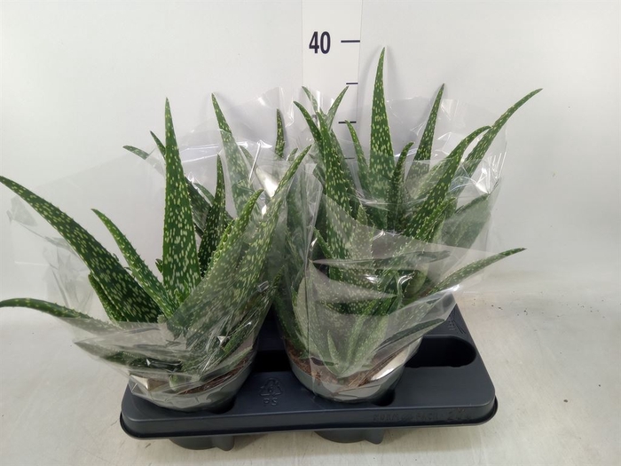 <h4>Aloe  'Tropical'</h4>