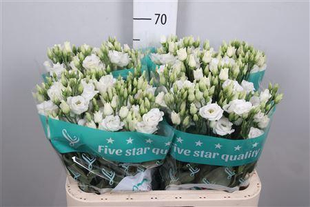 <h4>Eus G Rosi White</h4>