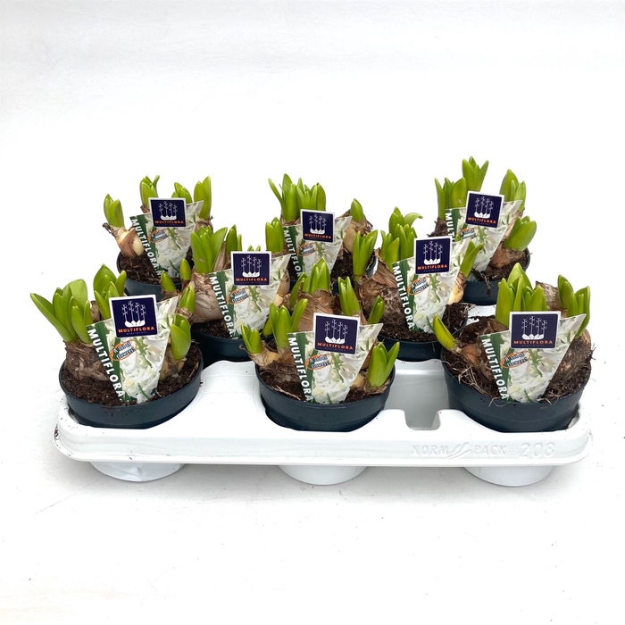 <h4>Hyacinthus orie. 'Multifl' ..</h4>