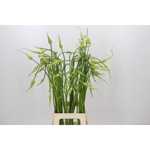 Allium Sativum Ophioscorodon