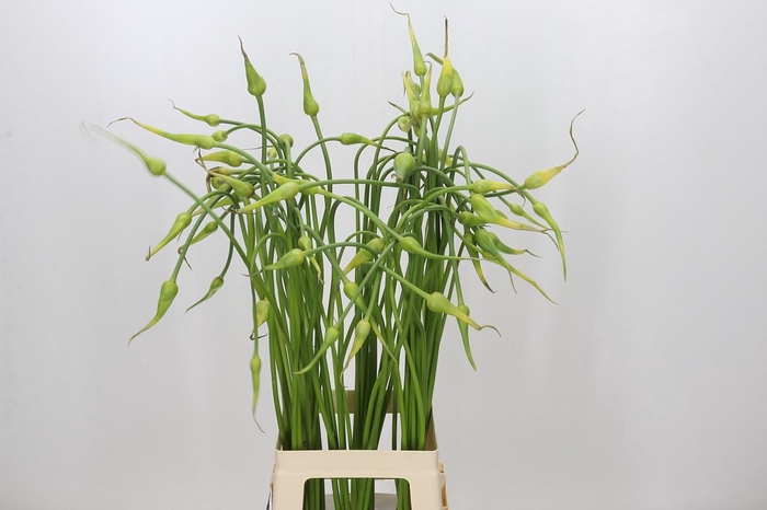 <h4>Allium Sativum Ophioscorodon</h4>