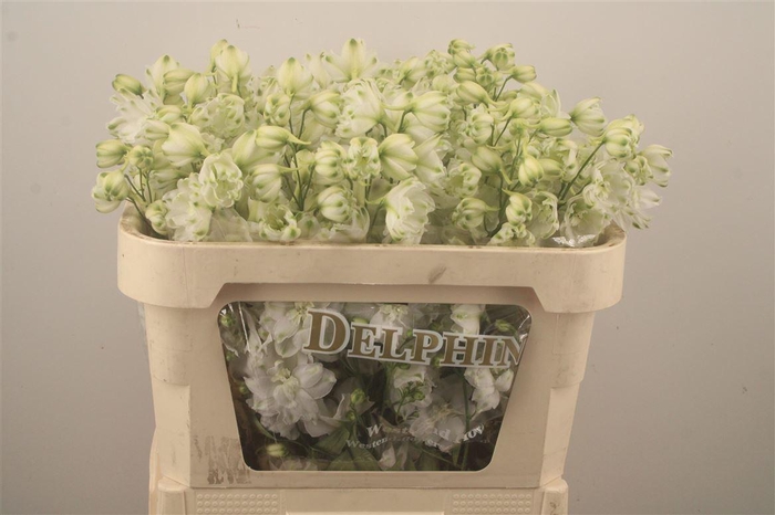 <h4>Delph El Dewi Anastasia White</h4>