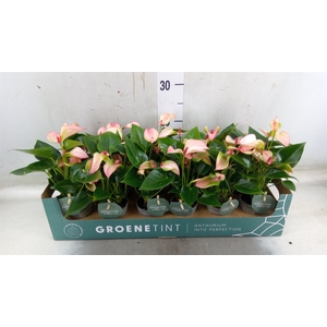 Anthurium  'Matata'