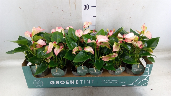 <h4>Anthurium  'Matata'</h4>